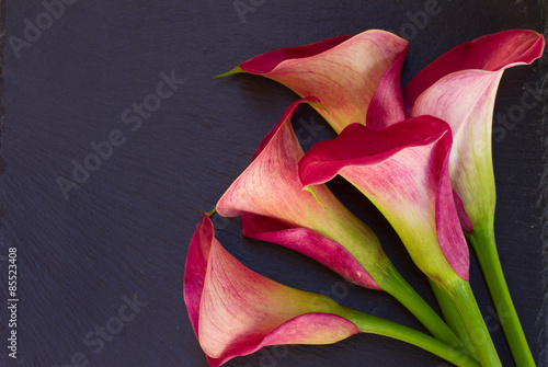 Fotoroleta piękny roślina egzotyczny natura kwiat