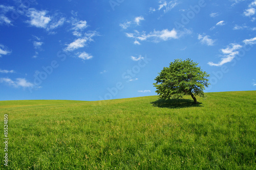 Fotoroleta wiejski trawa pejzaż pole błękitne niebo