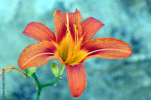 Fototapeta kwiat ogród natura flora liliowiec