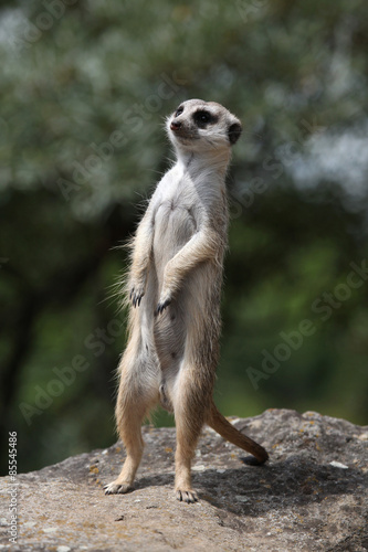 Fotoroleta natura republika południowej afryki zwierzę ssak