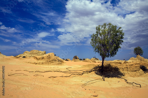 Fototapeta australia pustynia suchych przeżycie suchy