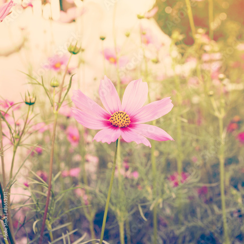 Fotoroleta retro kwiat piękny lato jesień