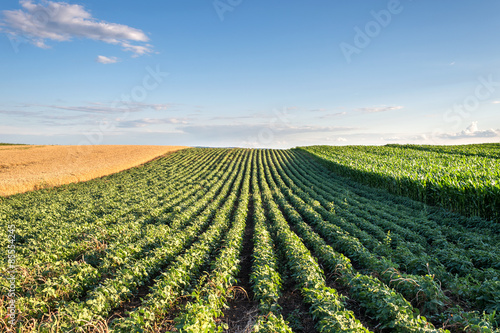 Fotoroleta Soybean Field