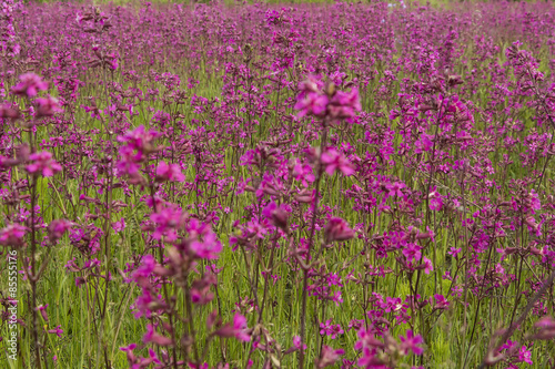 Obraz na płótnie trawa lato kwiat łąka pole