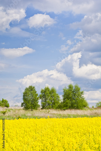 Fotoroleta trawa kwiat krajobraz wiejski