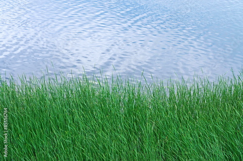 Naklejka roślina lato natura woda