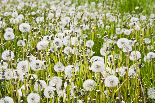 Fototapeta kwiat roślina trawa