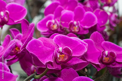 Fototapeta kwiat wzór orhidea bukiet