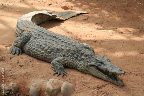 Plakat afryka aligator krokodyl wiwarium