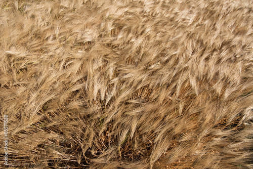 Fototapeta Ripe golden cereal field on a windy summer day, close-up.