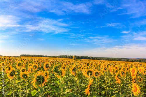 Fototapeta natura lato pyłek wiejski słonecznik