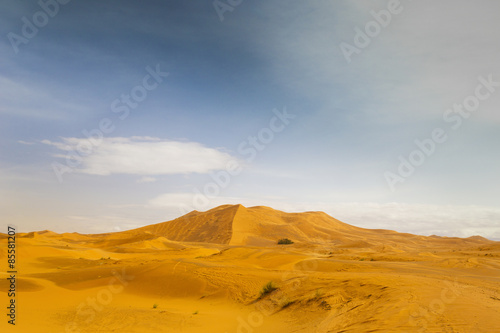 Obraz na płótnie pustynia krzew widok arabian słońce