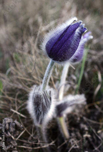 Fotoroleta natura łąka kwiat pąk