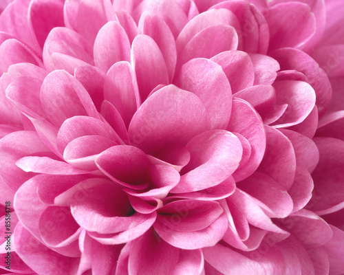 Plakat natura kwiat chryzantema