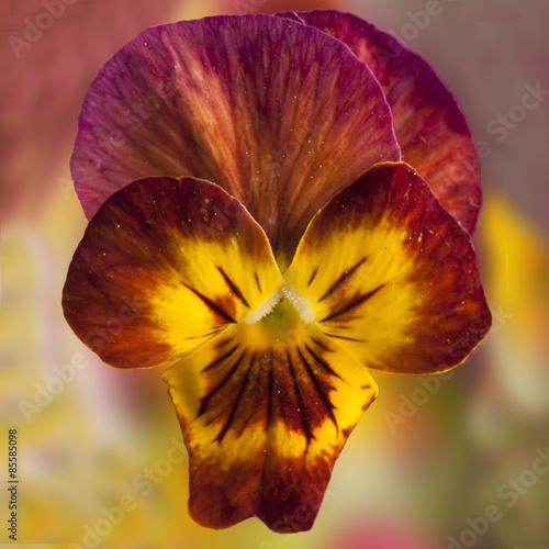 Fotoroleta twarz kwiat żółty