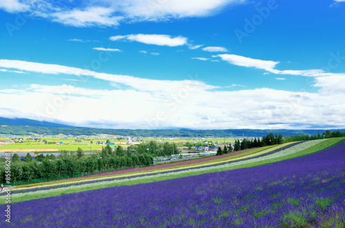 Obraz na płótnie wieś roślina błękitne niebo krajobraz