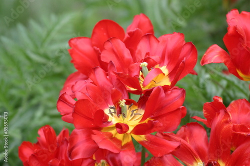 Fotoroleta Tulipan - tulipany (Tulipa)