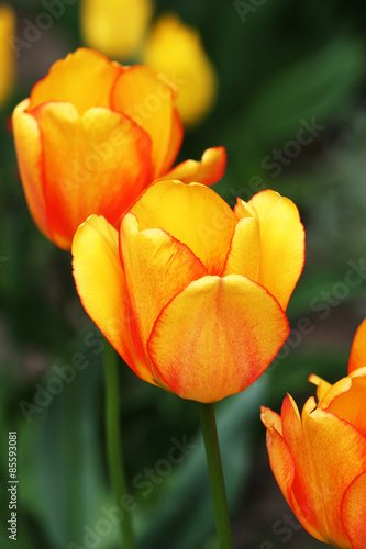 Naklejka kwiat natura ogród holandia tulipan