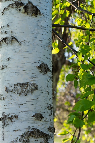 Plakat natura lato drzewa