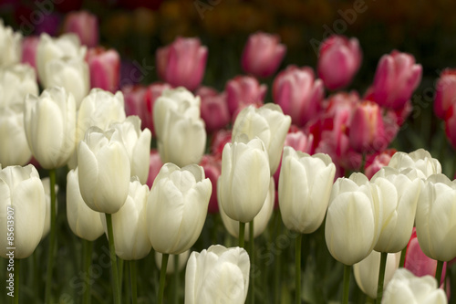 Naklejka tulipan rolnictwo waszyngton