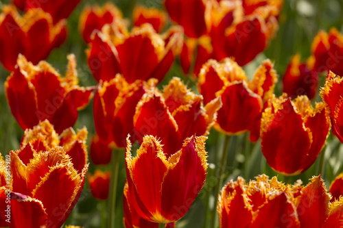 Obraz na płótnie natura kwiat tulipan
