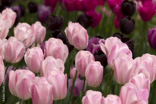 Fotoroleta rolnictwo natura tulipan pole