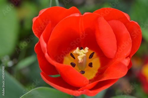Fotoroleta ładny pyłek tulipan