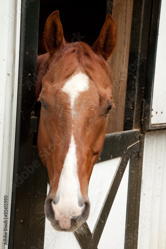 Plakat koń ssak zwierzę drzwi alert
