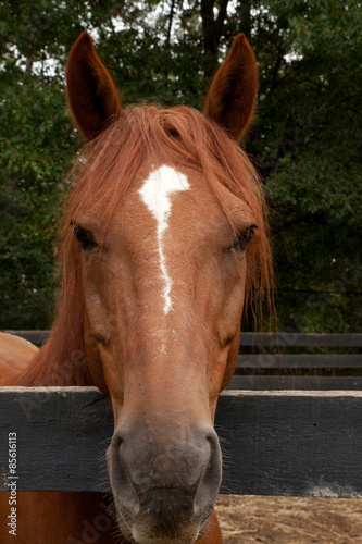 Fotoroleta zwierzę ssak koń