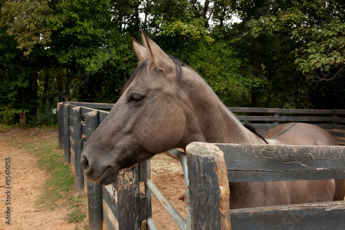 Fotoroleta ssak zwierzę koń