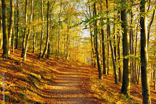 Plakat krajobraz natura drzewa jesień