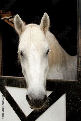 Fotoroleta koń ssak zwierzę drewniany