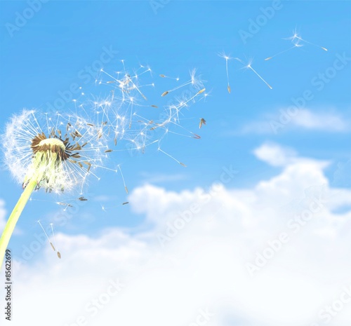 Plakat pyłek mniszek pospolity cios nasienie wiatr
