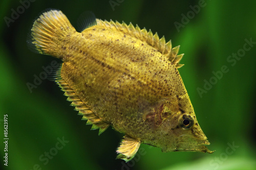 Fototapeta zwierzę ryba fauna brazylia