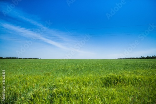 Fototapeta pszenica niebo łąka lato trawa