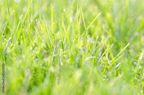 Fotoroleta natura łąka trawa lato roślina