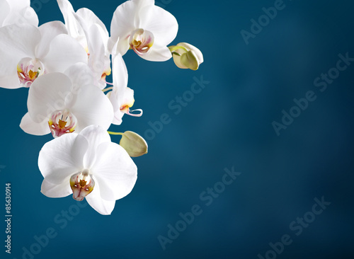 Naklejka kwiat egzotyczny orhidea