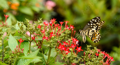 Fotoroleta motyl wzór kwiat