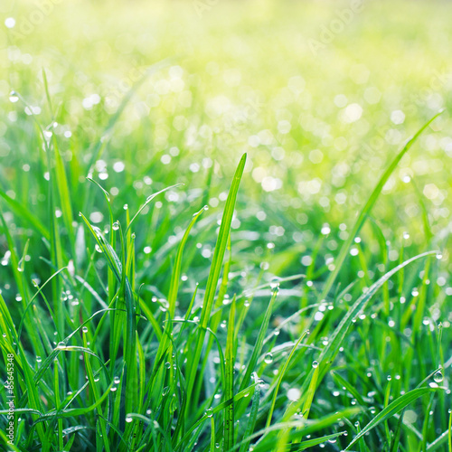Fotoroleta wzór lato natura zdrowie trawa