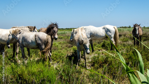 Fototapeta krajobraz natura koń hodowlanych gra