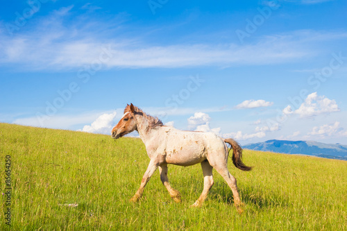 Fotoroleta zwierzę krajobraz spokojny koń