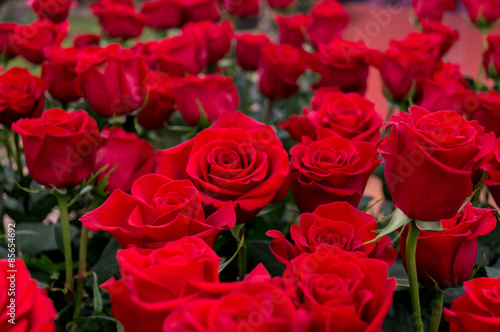 Fototapeta kwiat ogród czerwony różowy