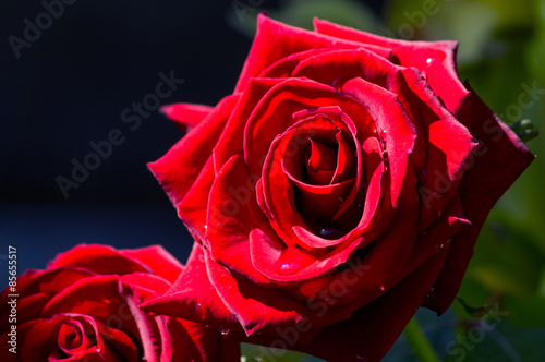 Naklejka kwiat ogród różowy czerwony