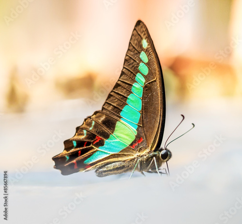 Fotoroleta wzór las piękny natura motyl