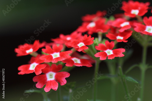 Obraz na płótnie roślina lato kwiat uroda nasienie