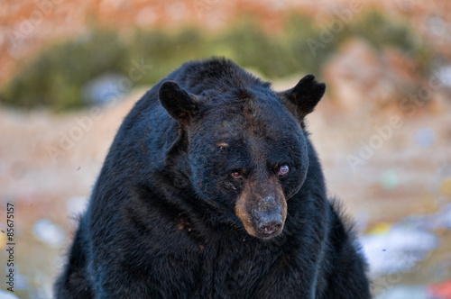 Fototapeta ssak niedźwiedź jedzenie