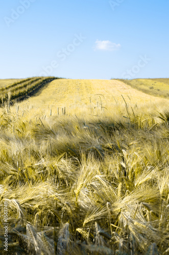Fototapeta łąka słoma obraz lato wiejski