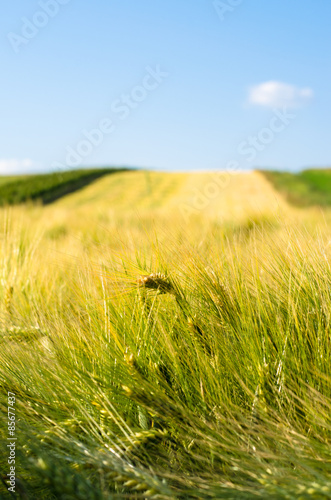 Obraz na płótnie niebo ziarno wieś łąka