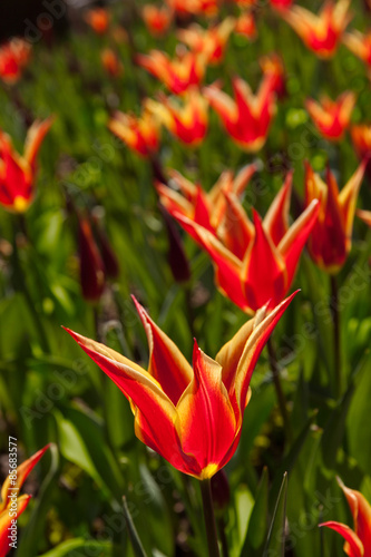 Fototapeta tulipan pole wiejski