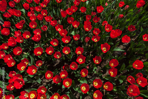 Fototapeta wiejski kwiat park tulipan lato